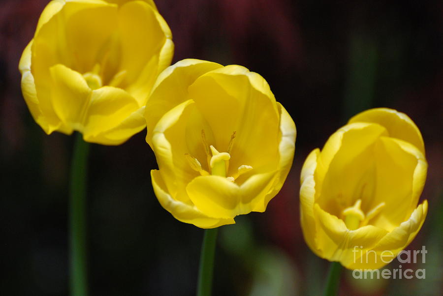 Trio of Yellow Tulips Photograph by DejaVu Designs