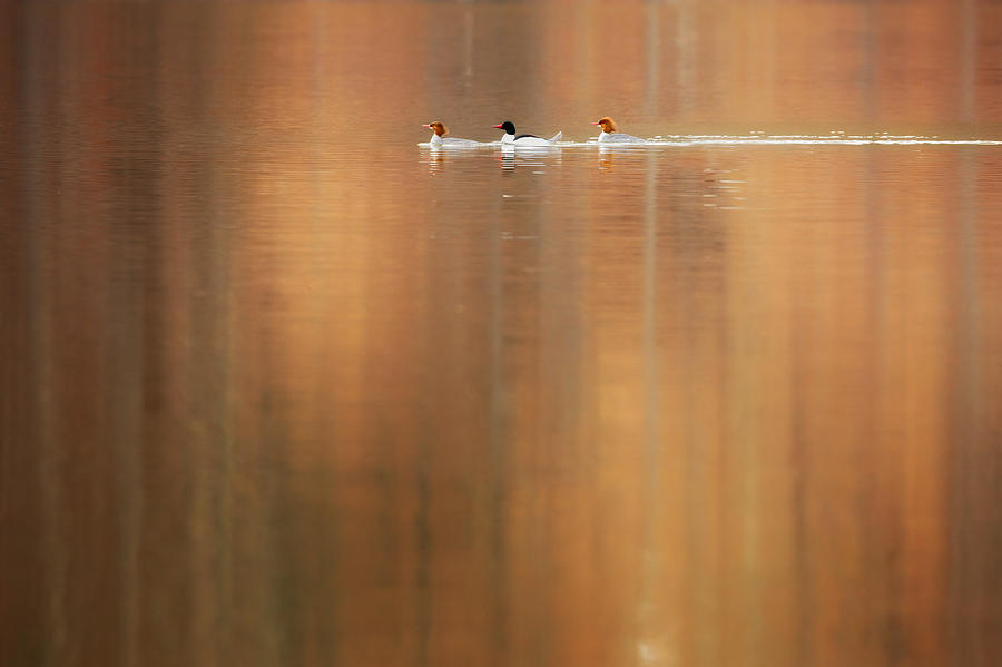 Duck Photograph - Trio Reflections by Bill Wakeley