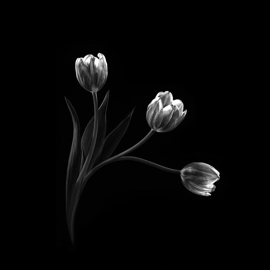 Tulip Photograph - Trio by Sophie Pan