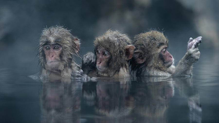 Ape Photograph - Trio by Takeshi Marumoto