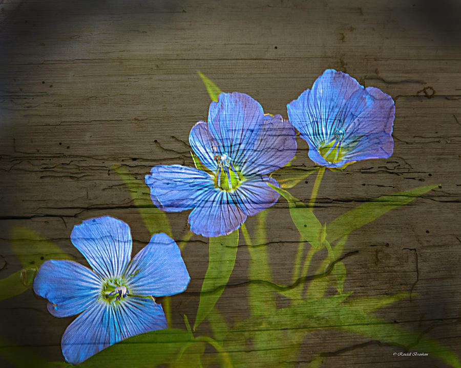 Flower Photograph - Triple blues by Randall Branham
