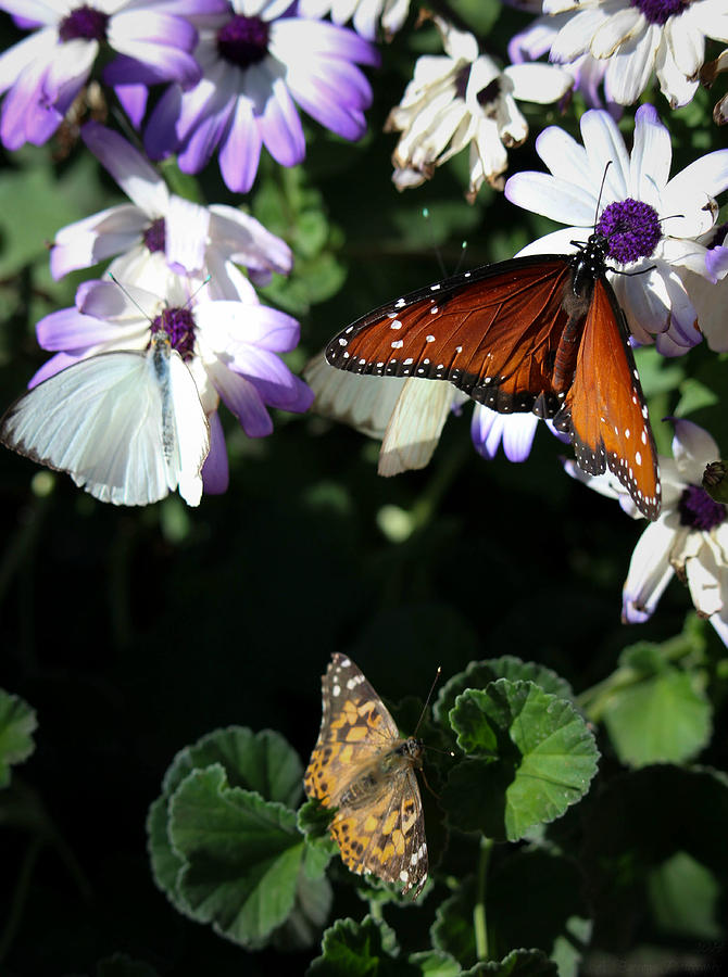 Triple Butterflies Photograph by Aaron Burrows