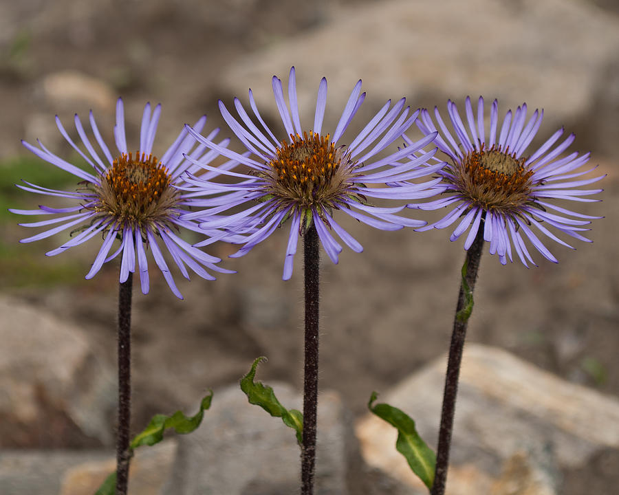 Daisy Photograph - Triple Flower Bloom by James Wheeler
