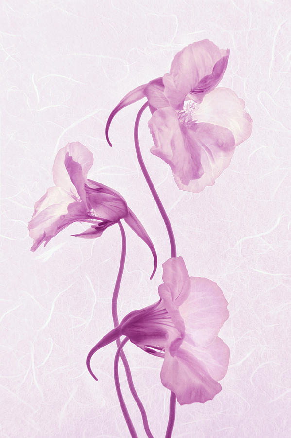 Triple Grace in Orchid Photograph by Leda Robertson