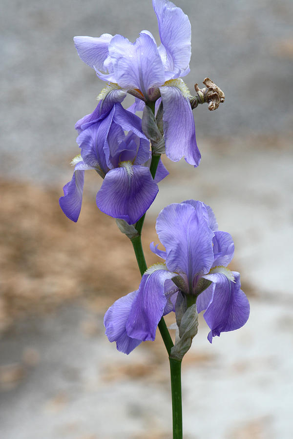 Triple Purple Iris Photograph by Michele Wilson
