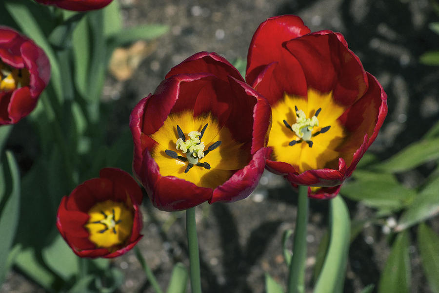 Triple Tulips Photograph by Ian Mitchell