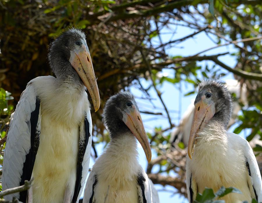 Triplet Wood Stork Nestlings Photograph by Richard Bryce and Family