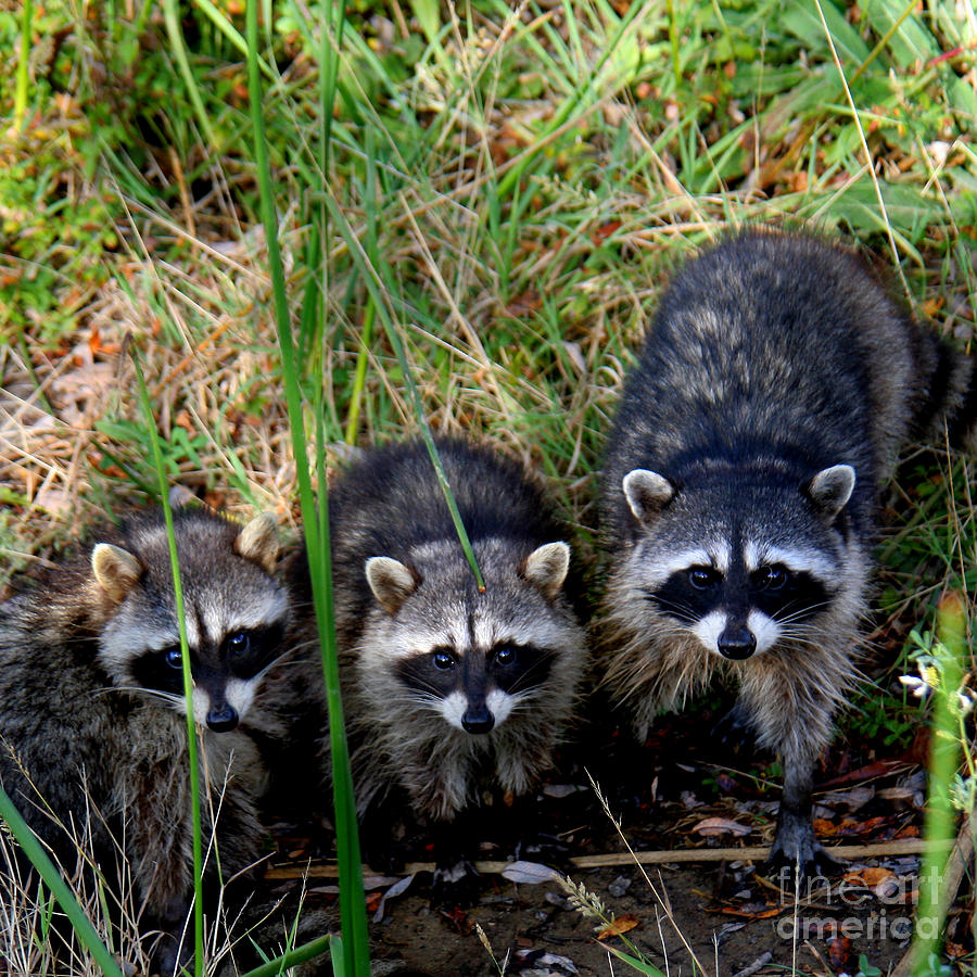 Wildlife Photograph - Triplets by Bob and Jan Shriner