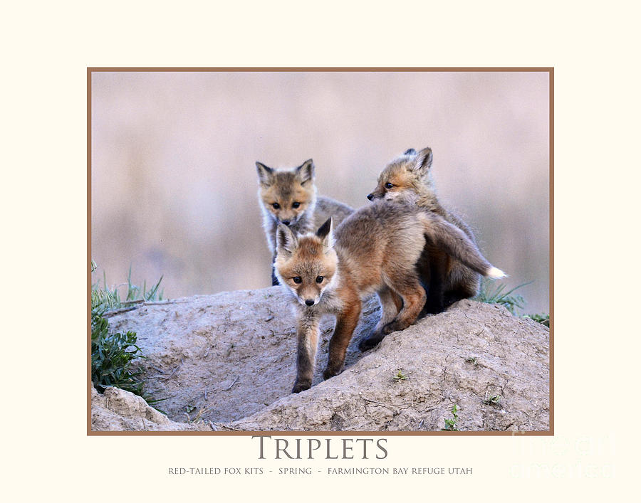 Triplets Photograph by Dennis Hammer