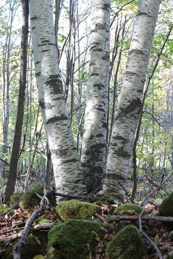 Tree Photograph - Triplets Rock by Sue Chisholm
