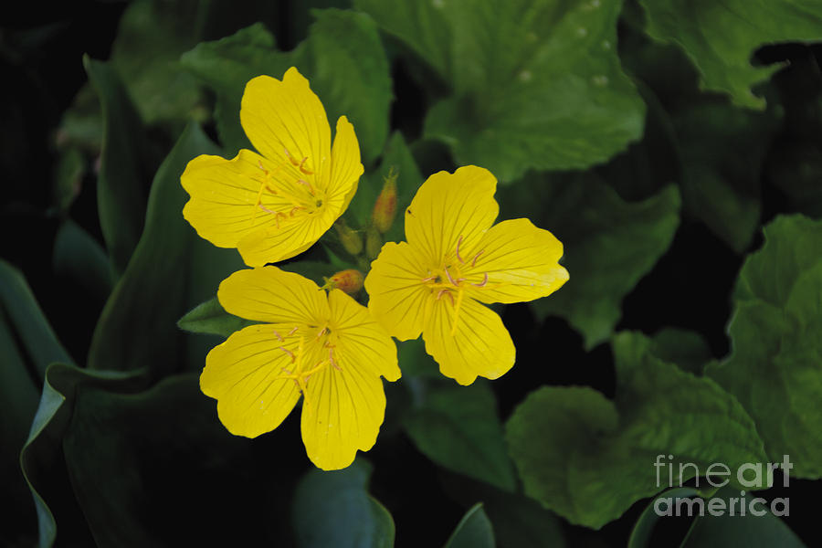 Spring Photograph - Triplets by William Norton