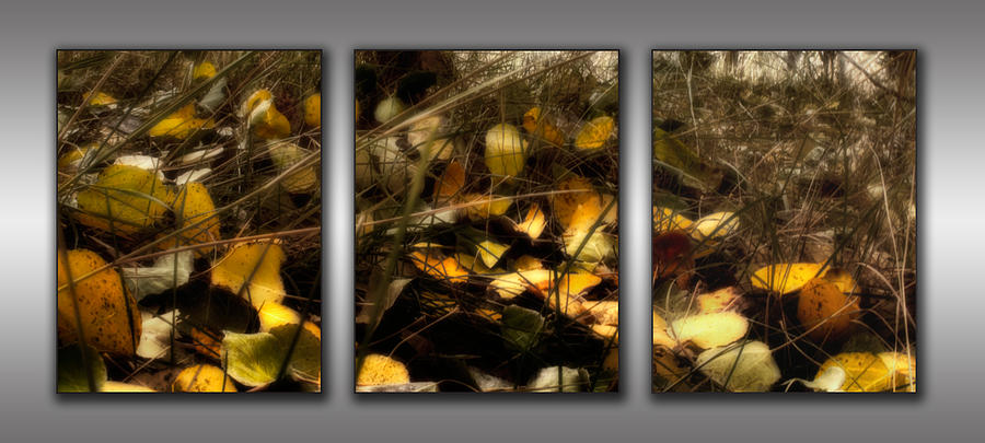 Triptych - Autumn Forest Floor Photograph by Ellen Heaverlo