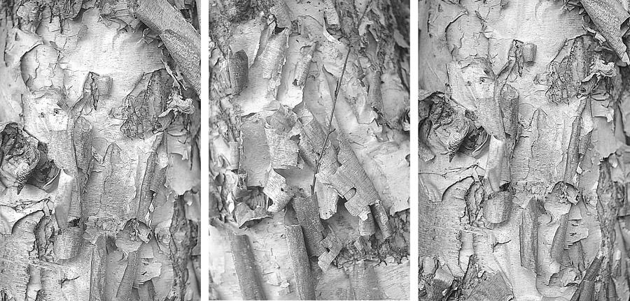 Triptych of Curling Tree Bark In Black and White with a White Background Photograph by Suzanne Powers