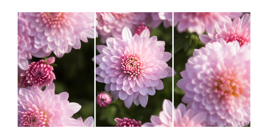 Flower Photograph - Triptych Pink Mum Flowers 1 by Jochen Schoenfeld