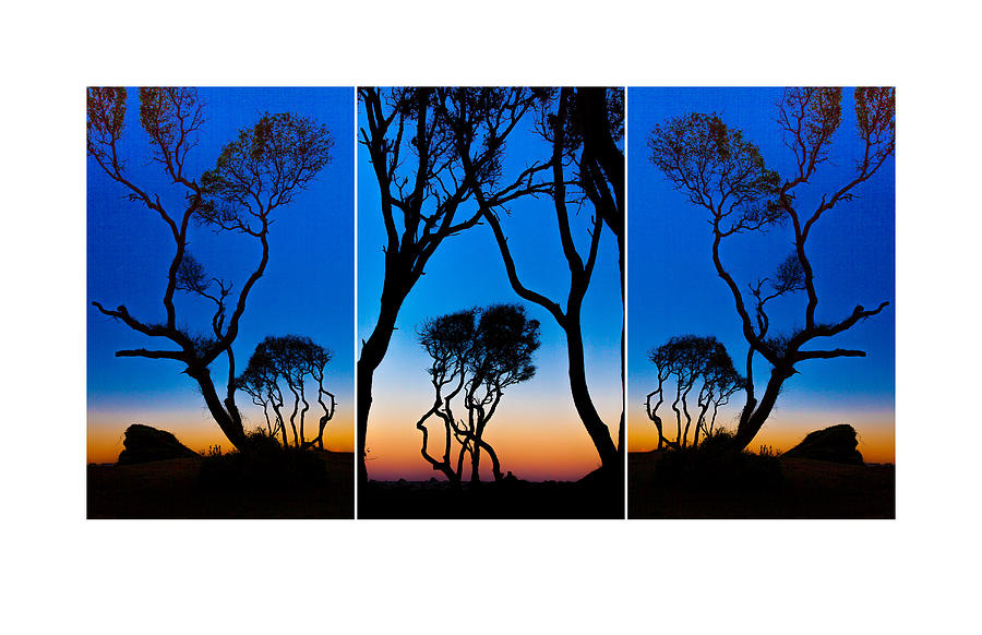 Triptych Trees Image Art Photograph by Jo Ann Tomaselli
