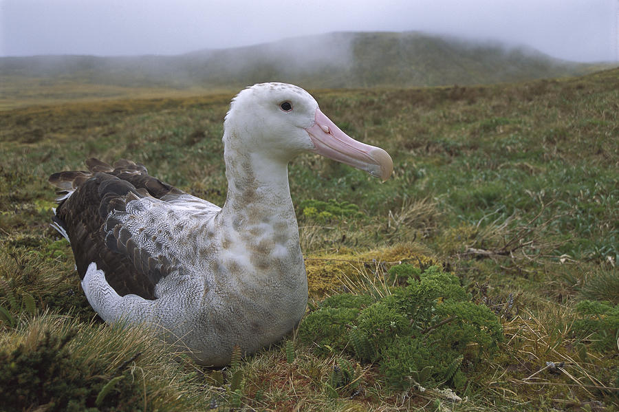 Tristan Albatross Female Gough Island Photograph by Tui De Roy