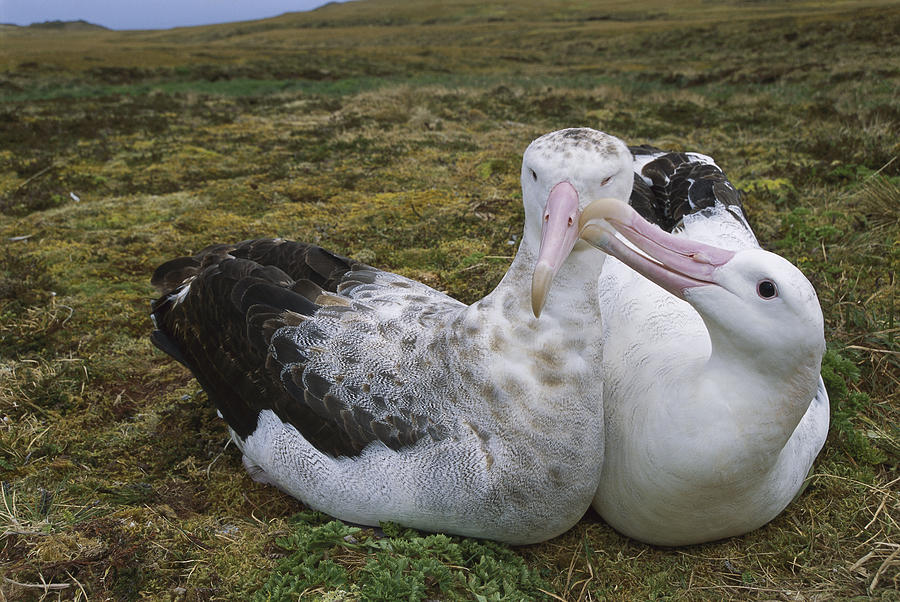 Tristan Albatross Male Nibbling Females Photograph by Tui De Roy