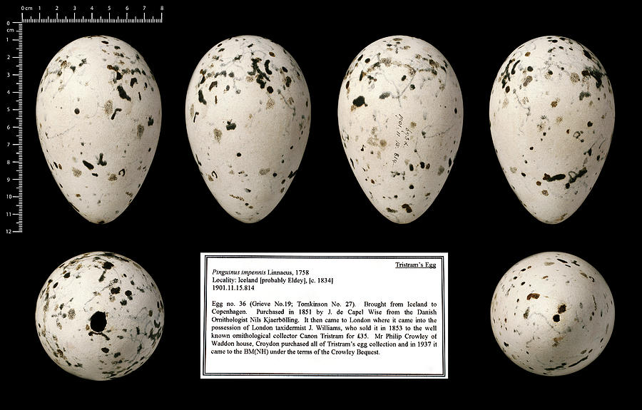 great auk egg