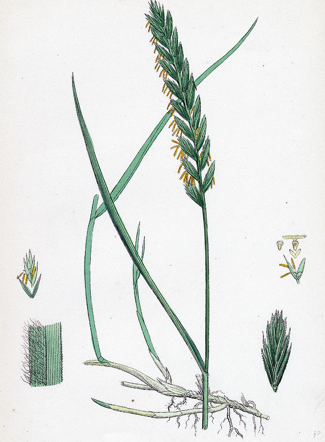 Triticum Eu-repens Common Couch-grass Drawing by English School
