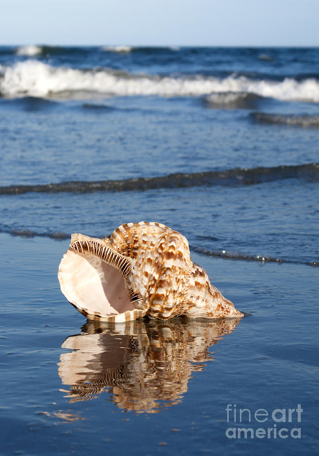 Triton Seashell Photograph by Anthony Totah