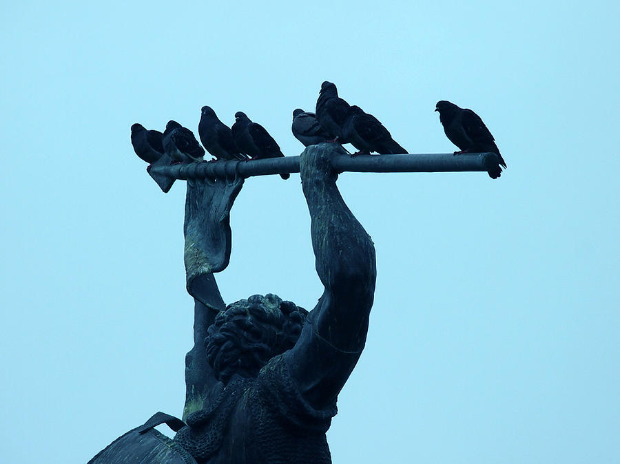 San Francisco Photograph - Triumph of the Pigeons by S Kendall Osborne