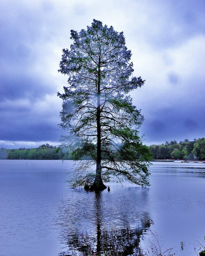 The Healing Tree - Trap Pond State Park Delaware Photograph by Kim Bemis