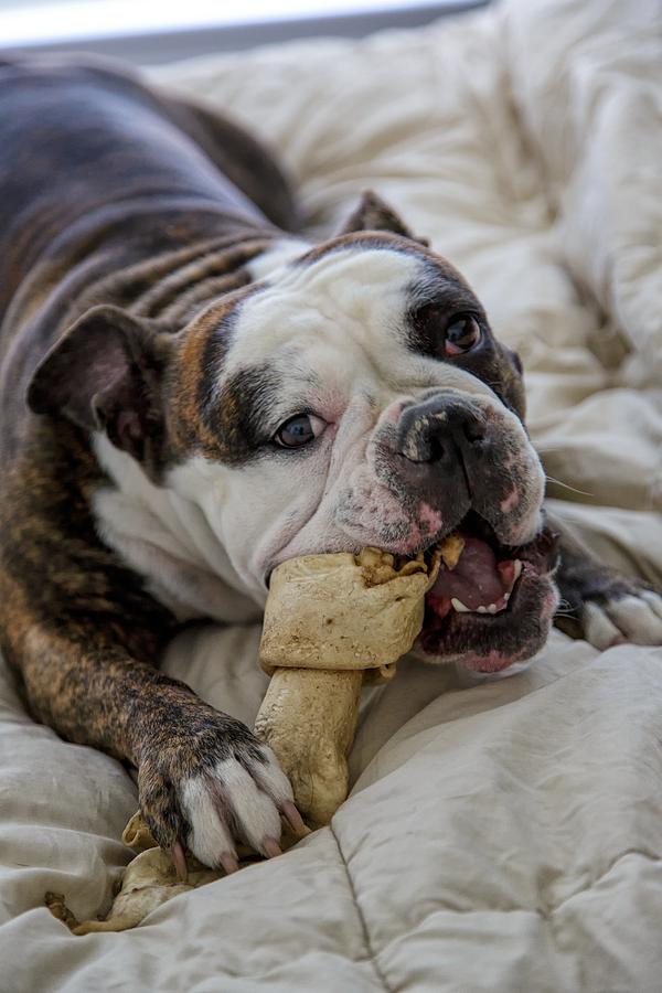 English Bull Dog Photograph - Trixie Eating a Bone by Mitch Johanson