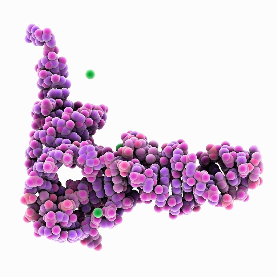 Biochemical Photograph - Trna Molecule by Laguna Design