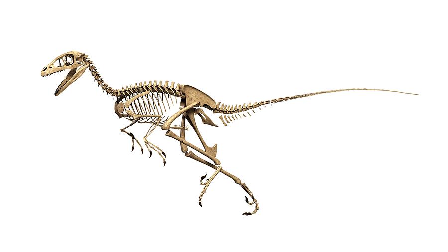 Troodon Dinosaur Skeleton Photograph by Jose Antonio PeÑas
