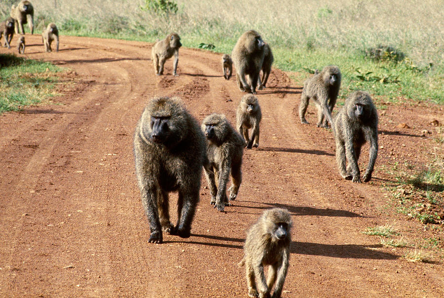 Troop Of Olive Baboons Photograph by George Holton