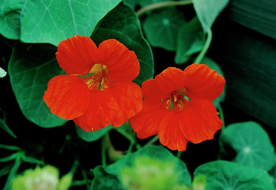 Tropaeolum Majus Photograph by A S Gould/science Photo Library - Pixels