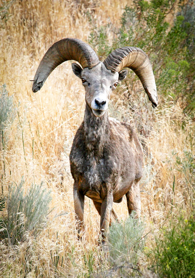 Ram With Big Horns Photograph by Athena Mckinzie