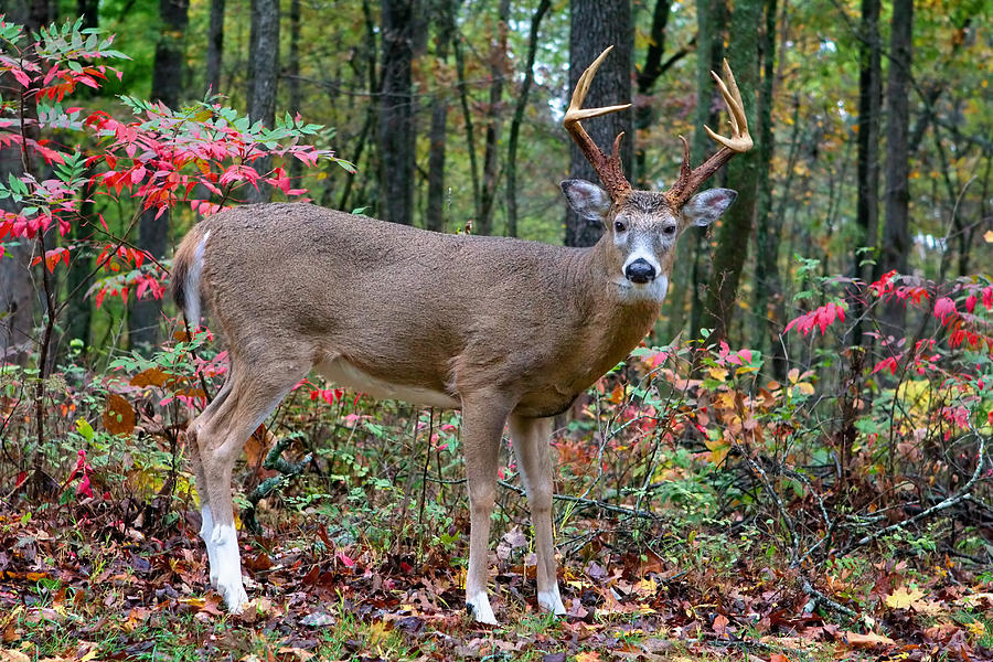 Trophy Buck in Autumn Photograph by Mary Almond