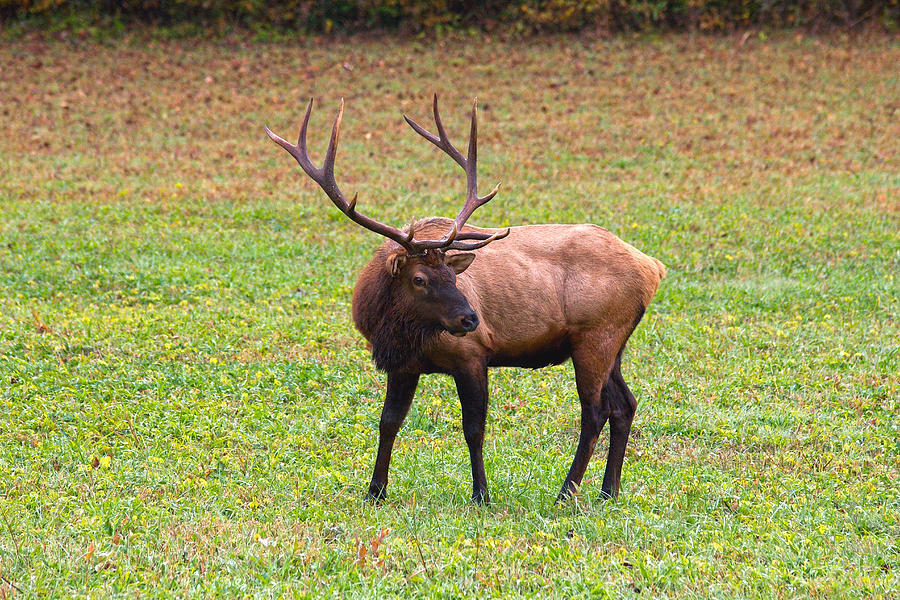 Trophy Bull Elk Photograph by Mary Almond