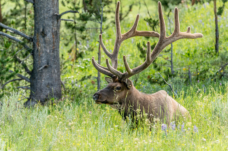 Trophy Bull Elk Portrait Photograph by Yeates Photography