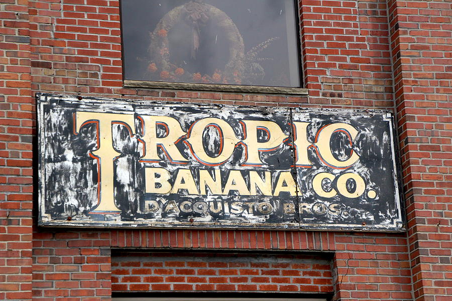 Tropic Banana Photograph