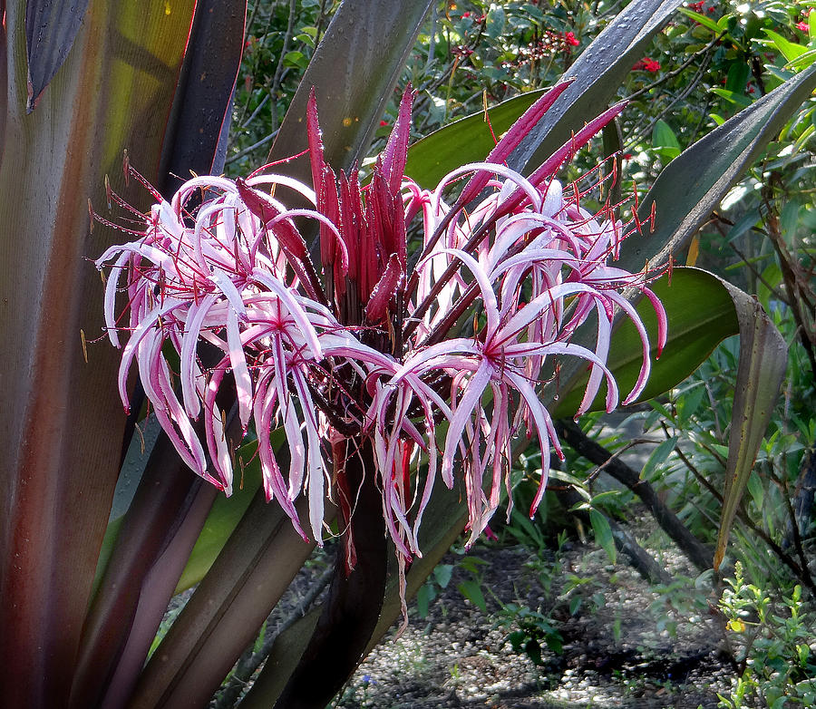 Tropic Plant Photograph by Dennis Dugan
