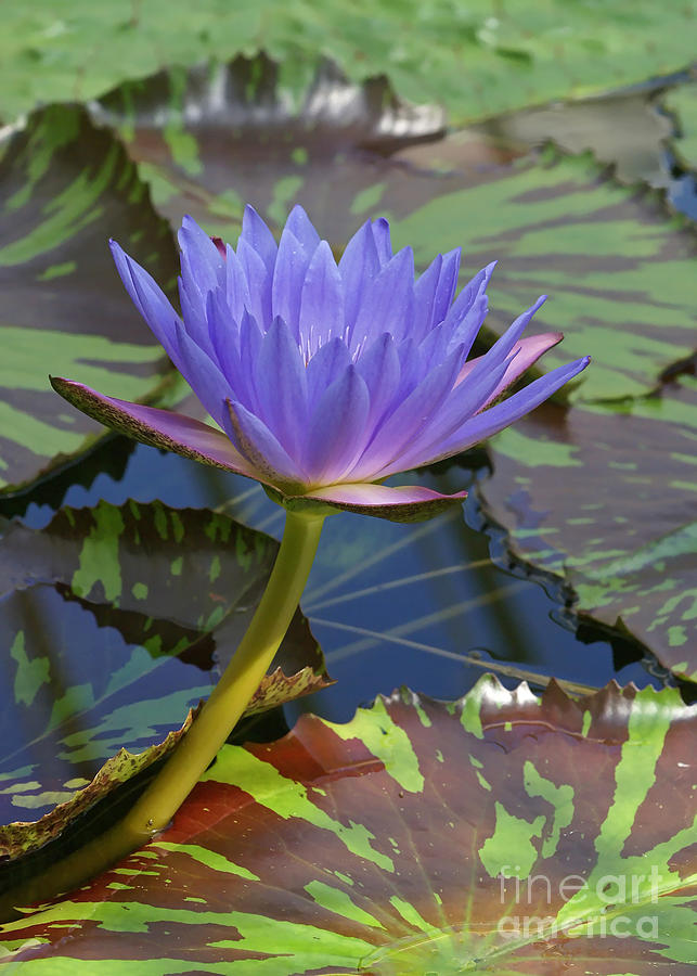Tropic Water Lily 15 Photograph by Rudi Prott