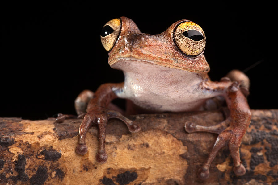 Tropical Amazon tree frog Photograph by Dirk Ercken