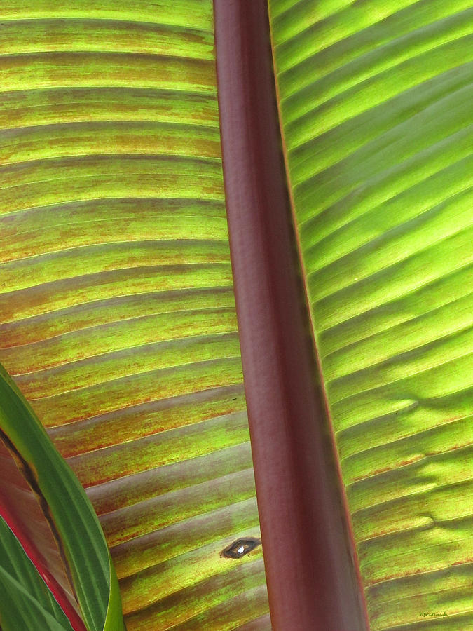 Tropical Banana Leaf Abstract Photograph by Duane McCullough