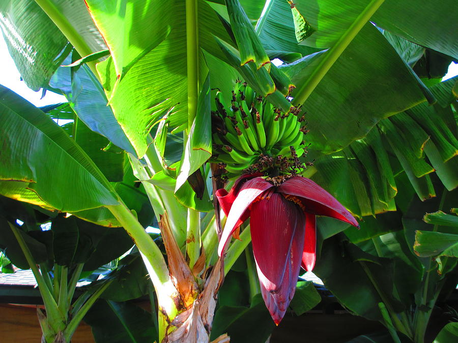 Tropical Bananas With Flower Photograph