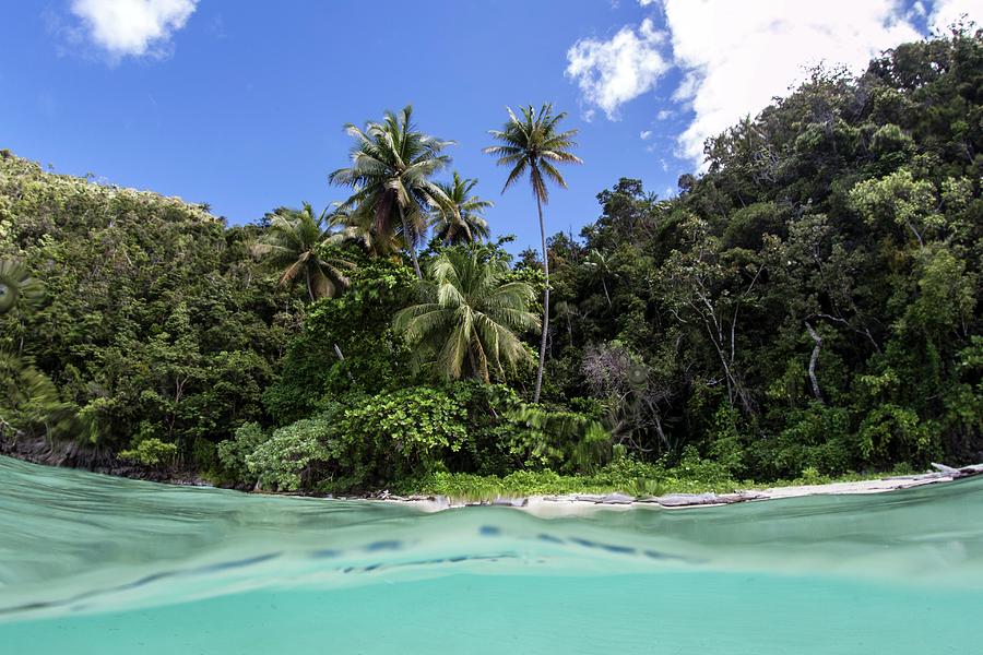 Jungle Photograph - Tropical Beach by Ethan Daniels