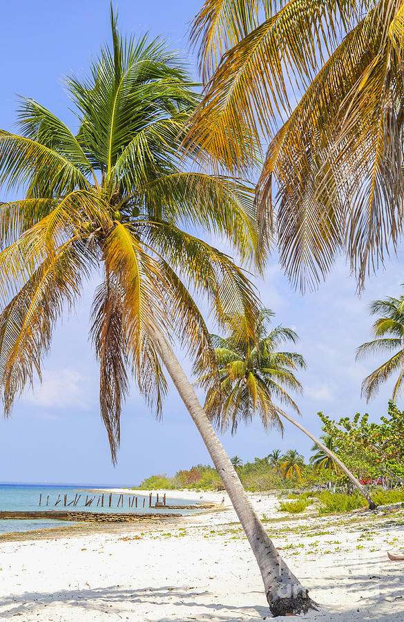Tropical beach Cuba Photograph by Patricia Hofmeester