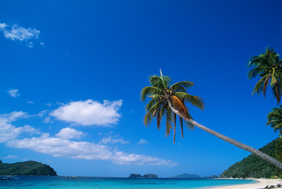 Tree Photograph - Tropical Beach With Coconut Palms by Panoramic Images