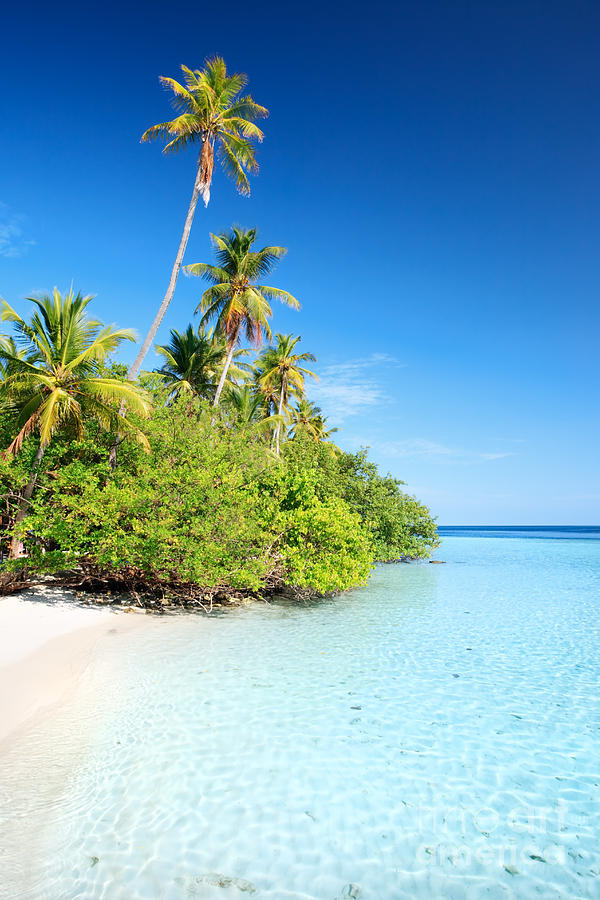 Summer Photograph - Tropical beach with palm trees - Maldives by Matteo Colombo