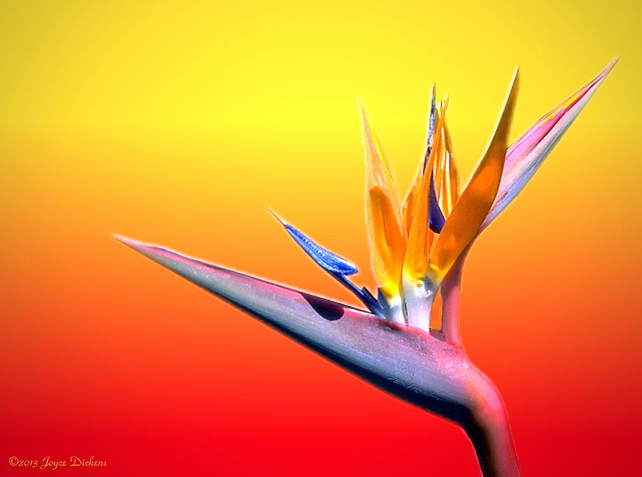 Tropical Beauty Photograph by Joyce Dickens