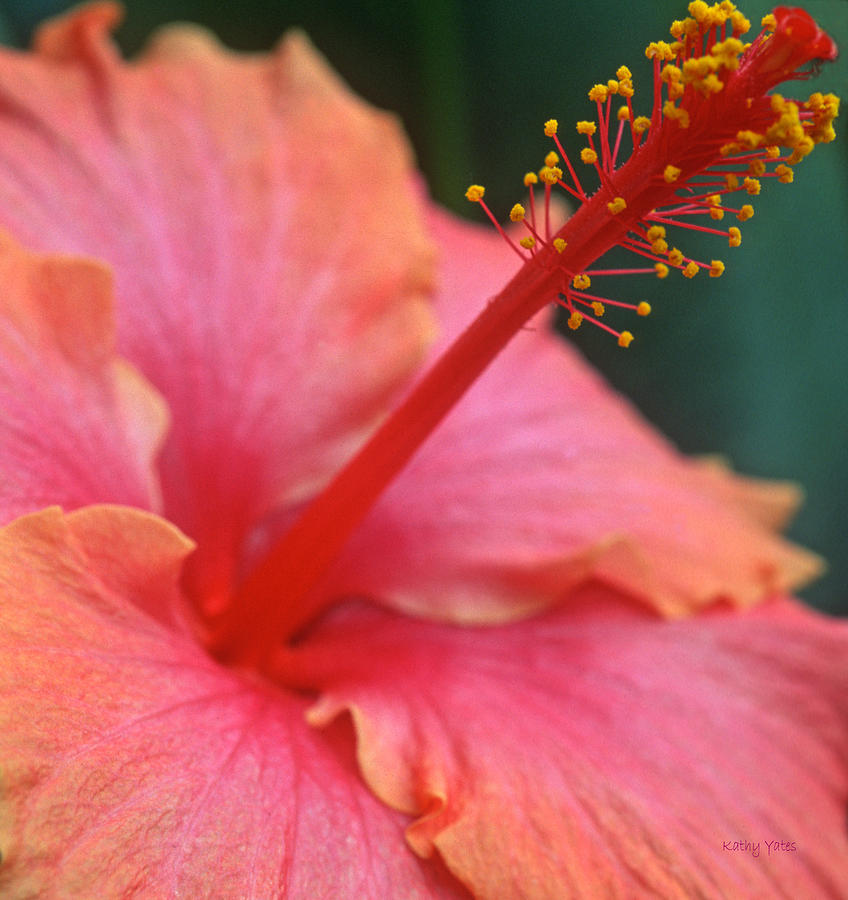 Flowers Still Life Photograph - Tropical Beauty by Kathy Yates