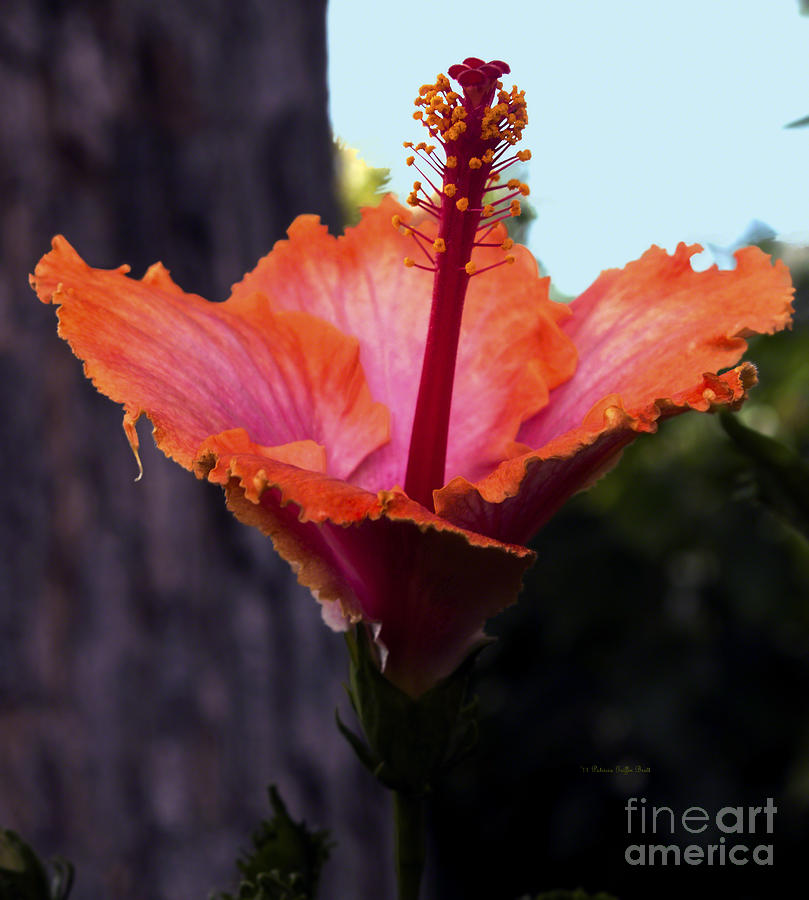 Tropical Beauty Photograph by Patricia Griffin Brett
