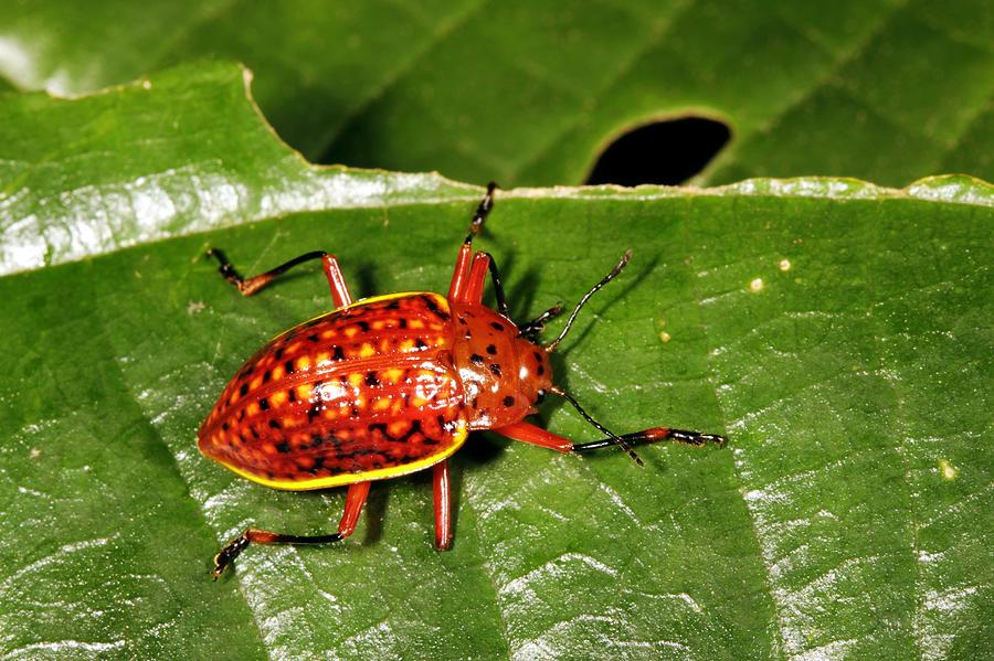 Tropical beetle Photograph by Science Photo Library - Fine Art America