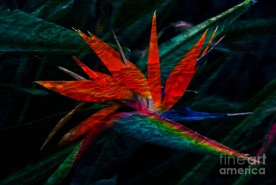 Tropical Bird of Paradise Photograph by Susanne Van Hulst